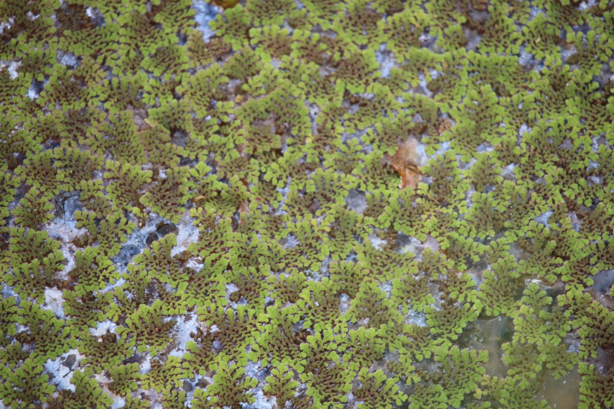 Azolla pinnata   R.Br.